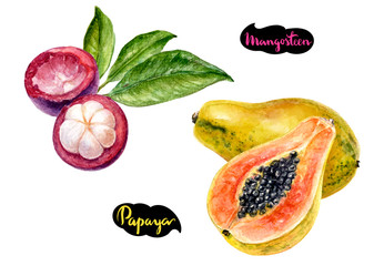 mangosteen papaya watercolor