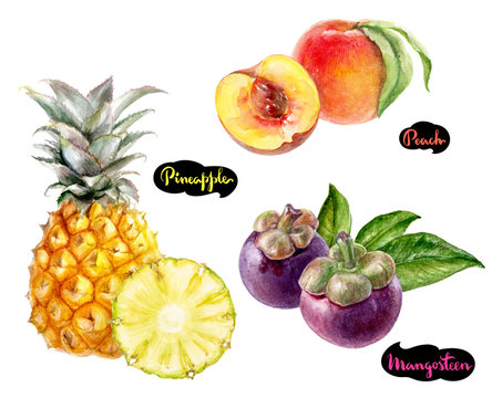 mangosteen pineapple peach watercolor