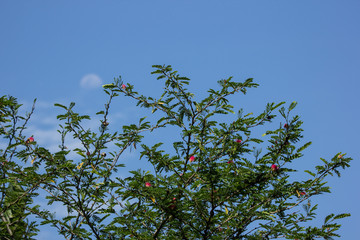 Green leaf of Pink flower Powder Puff