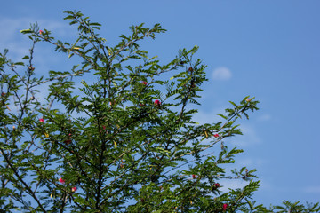 Green leaf of Pink flower Powder Puff