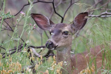 Shiloh Ranch Regional California - deer.  The park includes oak woodlands, forests of mixed evergreens, ridges with sweeping views of the Santa Rosa Plain, canyons, rolling hills, a shaded creek.