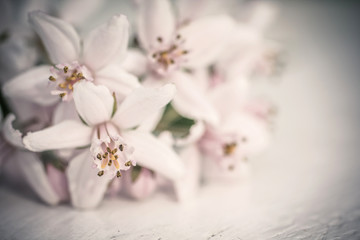 Fototapeta na wymiar Beautiful, soft, Spring flowers vintage background