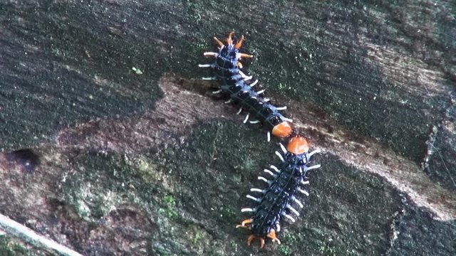 Two tiny, unidentified worms seem to be arguing over the ownership of a small hole in a fallen tree trunk. A head butting tussle ensues.