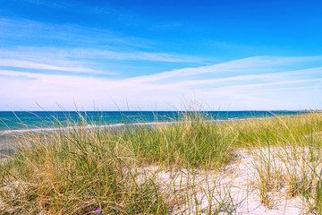 Dünengras an der Ostsee