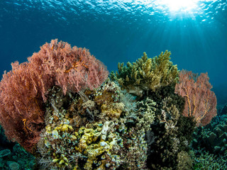 Fototapeta na wymiar The World Underwater