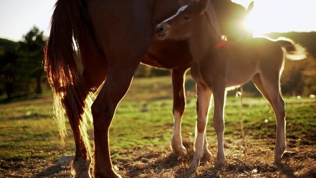 Lovely picture in slow motion of sunlit brown foal sucking milk from mother horse at ranch while grazing on pasture