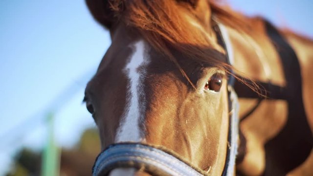 Portrait closeup of big adult brown horse head with bridle standing and looking at you outdoor during sunny clear day with defocused nature background in slow motion