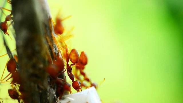 Natural green background and red ants action standing