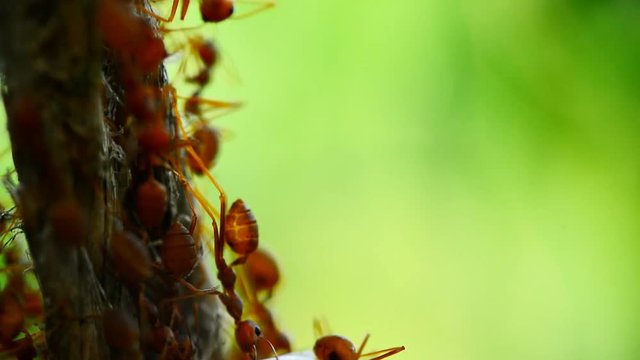 Natural green background and red ants action standing