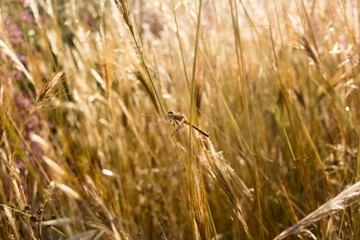 libélula sobre hierba vigilando 
