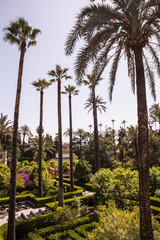 Fototapeta na wymiar jardines y palmeras