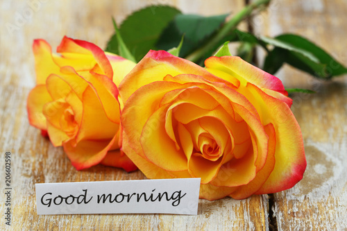 Good Morning Yellow Rose Images Download Roses Gallery