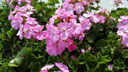 Fototapeta premium Purple pattern