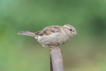 Image of sparrow on nature background.