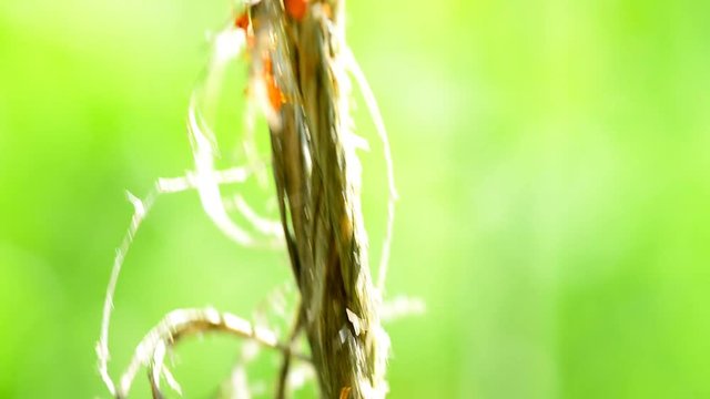 Natural green background and red ants action standing, Full HD 29.97 fps