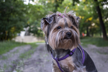 Adorable yorkshire terrier outdoor.