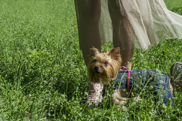 Beautiful yorkshire terrier near female legs on a green summer field.