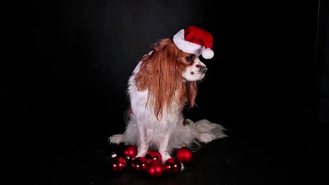Christmas dog cavalier spaniel on black screen