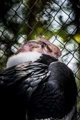 Condor in zoo