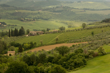 Fototapeta na wymiar Vineyards and olive groves on the hillsides surrounding Barberino Val d'Elsa in Tuscany Italy.