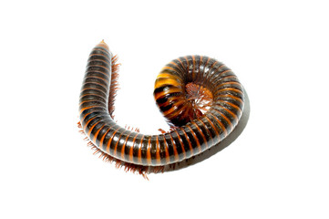Millipede reptile benefits with ground and trees on white background