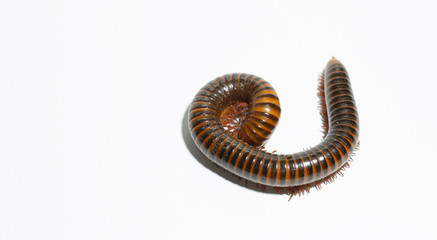 Millipede reptile benefits with ground and trees on white background