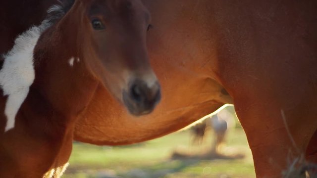 Cropped picture in slow motion of small foal drinking milk from his mother horse, mare feeding her offspring, while grazing on grass