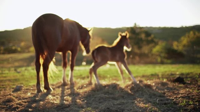Nature rural footage of mare horses grazing on pasture in reserve or countryside, sunlit brown foal rising from grass, in slow motion