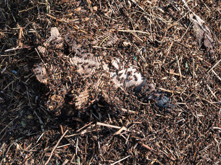 The ant hill on the tree stump closeup in the forest. Selective focus. 