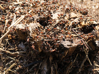 Ants on the tree stump closeup. Selective focus. 