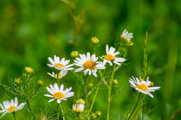 Insect weevil sitting on camomile flower field