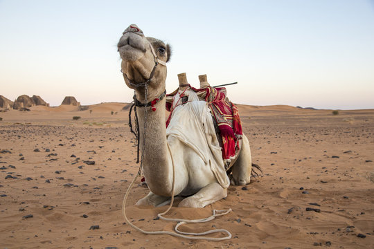 camel in a desert near Meroe pyramids in Sudan