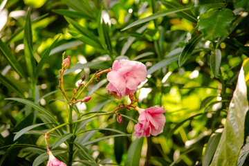 Obraz premium flowers