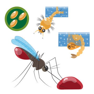 Stages of development of a mosquito