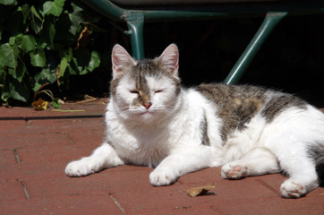 Die Hauskatze liegt zufrieden in der Sonne