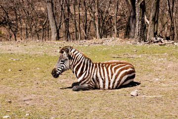Fototapeta na wymiar Sitting Zebra