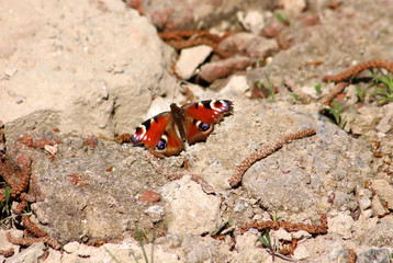 Fototapeta na wymiar Butterfly Aglais io ( Peacock butterfly) on the stones