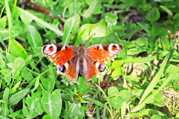 Butterfly Aglais io with green background