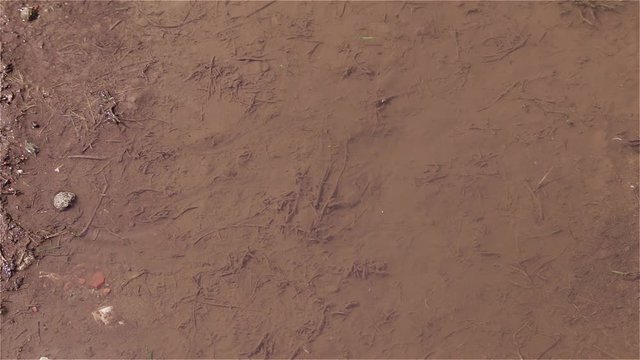 Raining drops of water in a mud puddle