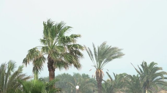 Palm Trees Blow in Strong Wind of Tropical Storm. Hurricane Rains . Cyclone