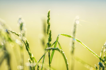 Grass with dew