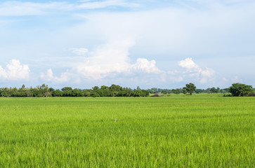 Fresh paddy field of the organic farm.