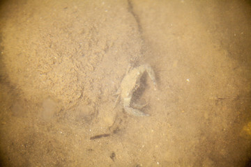 Fototapeta na wymiar crab