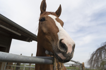 Cabeza de caballo