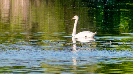 Swans are swimming at lake in spring of Minnesota	
