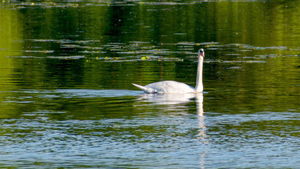 Fototapeta premium Swans are swimming at lake in spring of Minnesota 