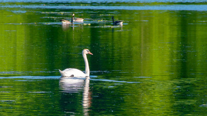 Swans are swimming at lake in spring of Minnesota	