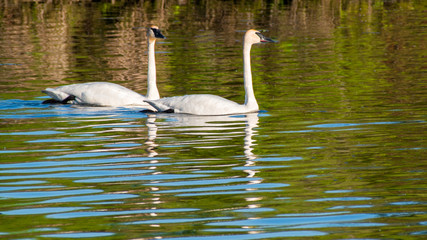 Swans are swimming at lake in spring of Minnesota	