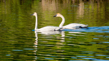 Swans are swimming at lake in spring of Minnesota	