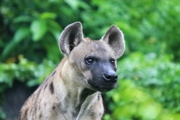 Spotted Hyena are fierce animal and they eat scavengers.